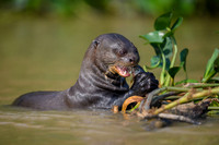 Giant Otter