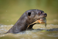 Giant Otter