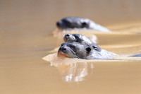 Giant Otter