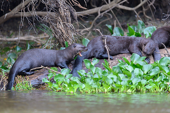 Giant Otter
