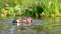 Giant Otter