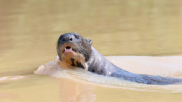 Giant Otter