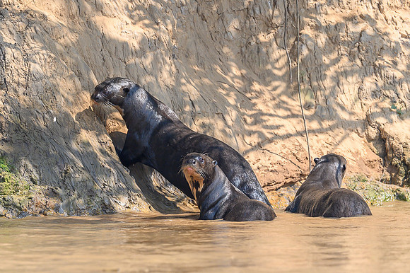 Giant Otter