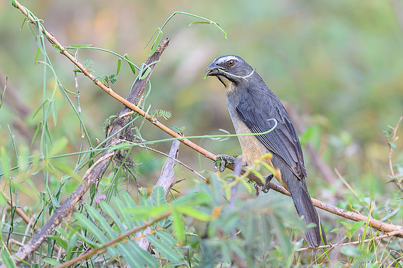 Greyish Saltator