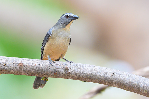 Greyish Saltator