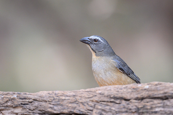 Greyish Saltator