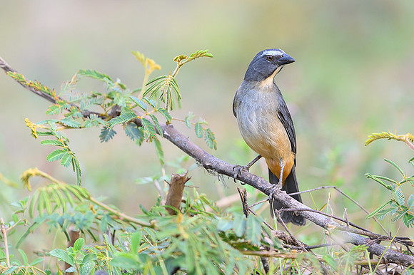 Greyish Saltator