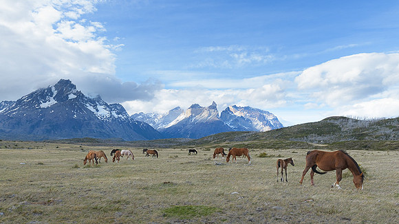 Horse