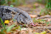 Black-and-white Tegu