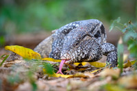 Black-and-white Tegu