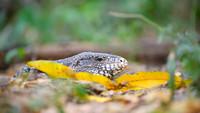 Black-and-white Tegu