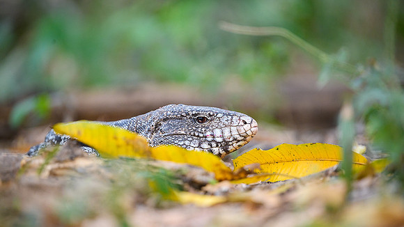 Black-and-white Tegu