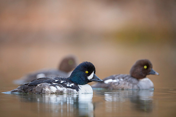 Barrow's goldeneye  Gągoł