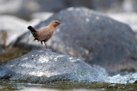 Brown dipper
