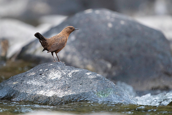 Brown dipper
