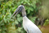 Wood Stork