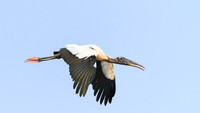 Wood Stork