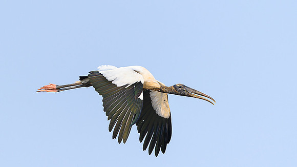 Wood Stork