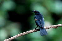 Red-winged Blackbird