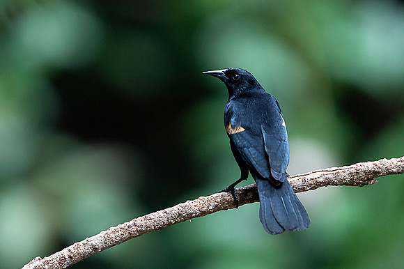 Red-winged Blackbird