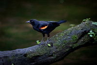 Red-winged Blackbird