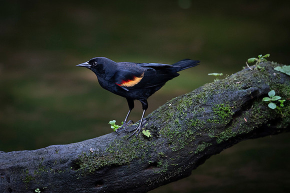 Red-winged Blackbird