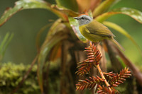 Russet-crowned Warbler