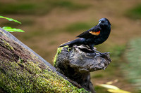 Red-winged Blackbird