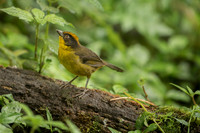 Russet-crowned Warbler