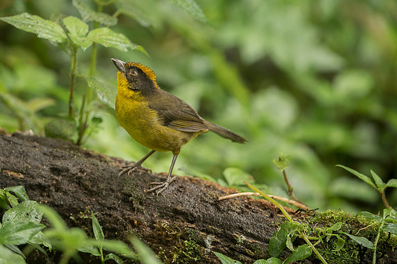Russet-crowned Warbler