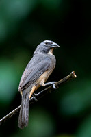 Grayish Saltator