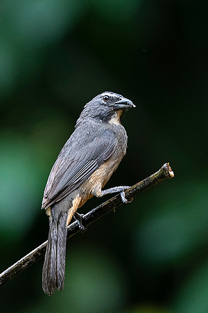 Grayish Saltator