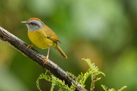 Russet-crowned Warbler