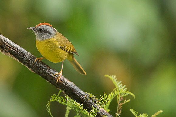 Russet-crowned Warbler