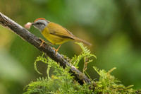 Russet-crowned Warbler