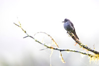 Smoke-colored Pewee