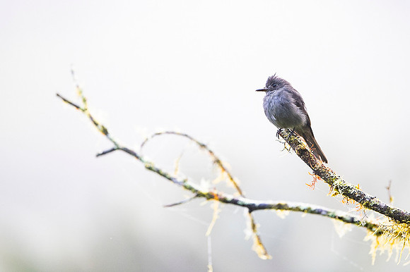 Smoke-colored Pewee