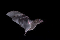 Bat