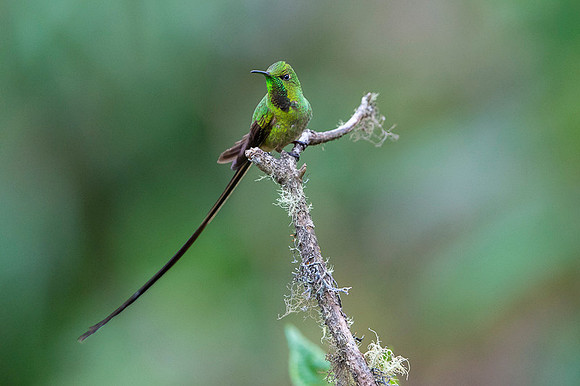 Black-tailed trainbearer