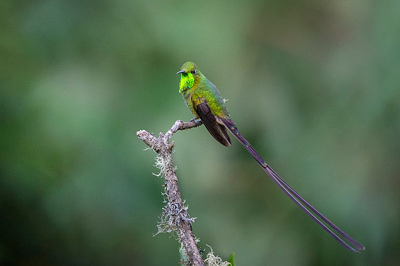 Black-tailed trainbearer