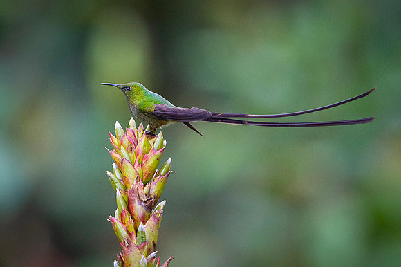 Black-tailed trainbearer