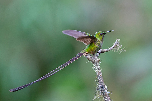 Black-tailed trainbearer