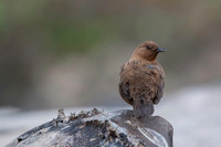 Brown dipper