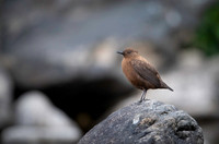 Brown dipper
