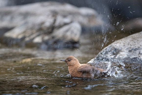 Brown dipper
