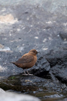 Brown dipper