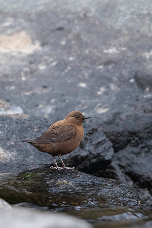 Brown dipper