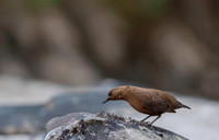 Brown dipper