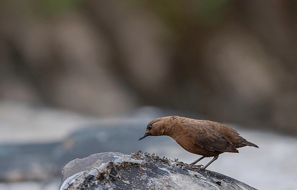 Brown dipper