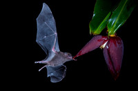 Bat